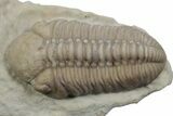 Kainops Trilobite - Black Cat Mountain, Oklahoma #362979-1